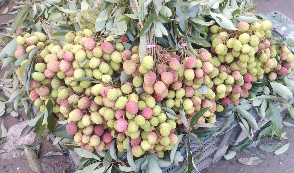 ময়মনসিংহে অপরিপক্ব লিচুতে সরগরম বাজার, প্রতারিত ক্রেতারা