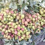 ময়মনসিংহে অপরিপক্ব লিচুতে সরগরম বাজার, প্রতারিত ক্রেতারা