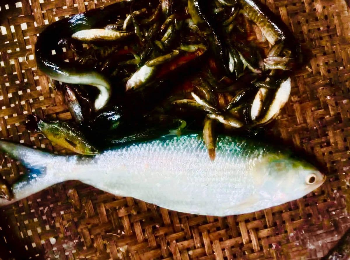 ময়মনসিংহে পুরাতন ব্রম্মপুত্রে ঠেলা জালে ধরা পড়েছে ইলিশ মাছ
