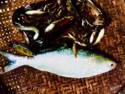 ময়মনসিংহে পুরাতন ব্রম্মপুত্রে ঠেলা জালে ধরা পড়েছে ইলিশ মাছ