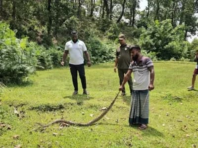 নেত্রকোনায় জালে আটকা পড়ল অজগর, পরে বনে অবমুক্ত