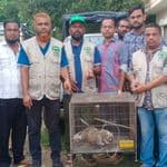 হালুয়াঘাটে পাচারের সময় দুটি বিপন্ন লজ্জাবতী বানর উদ্ধার