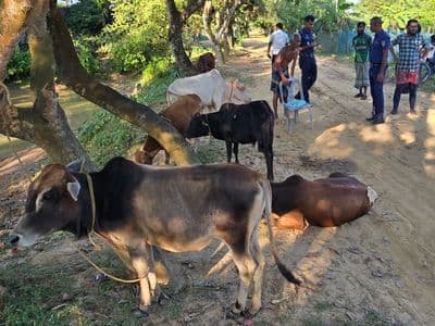 হালুয়াঘাটে গোয়েন্দা অভিযানে ভারতীয় ৬ গরু আটক
