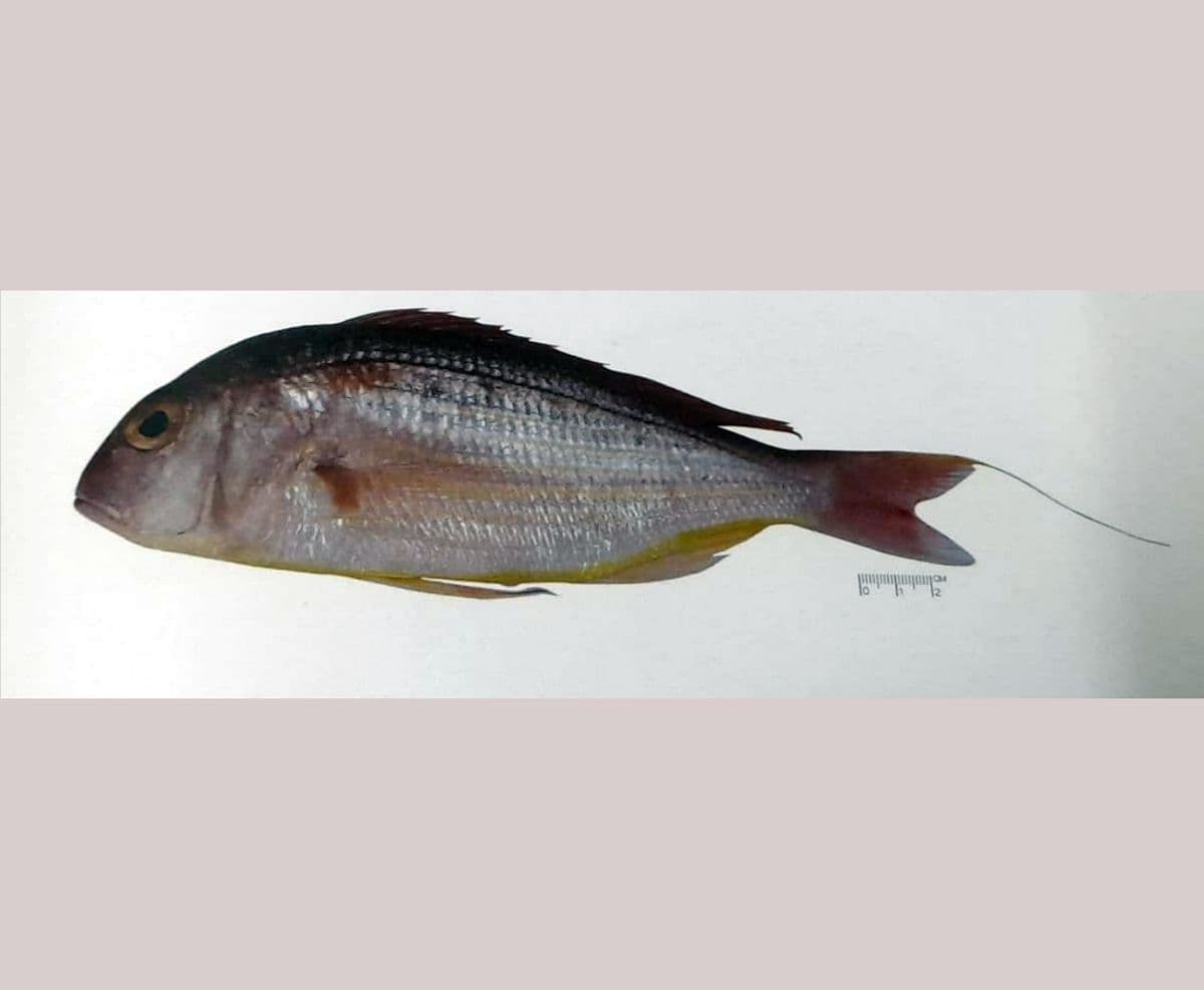 মাছের নাম ‘রূপবান’