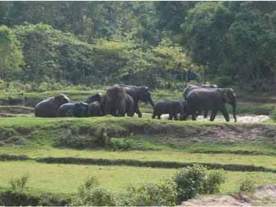 শেরপুর সীমান্তে হাতি-মানুষের সংঘাত নিরসনে প্রয়োজন সমন্বিত উদ্যোগ