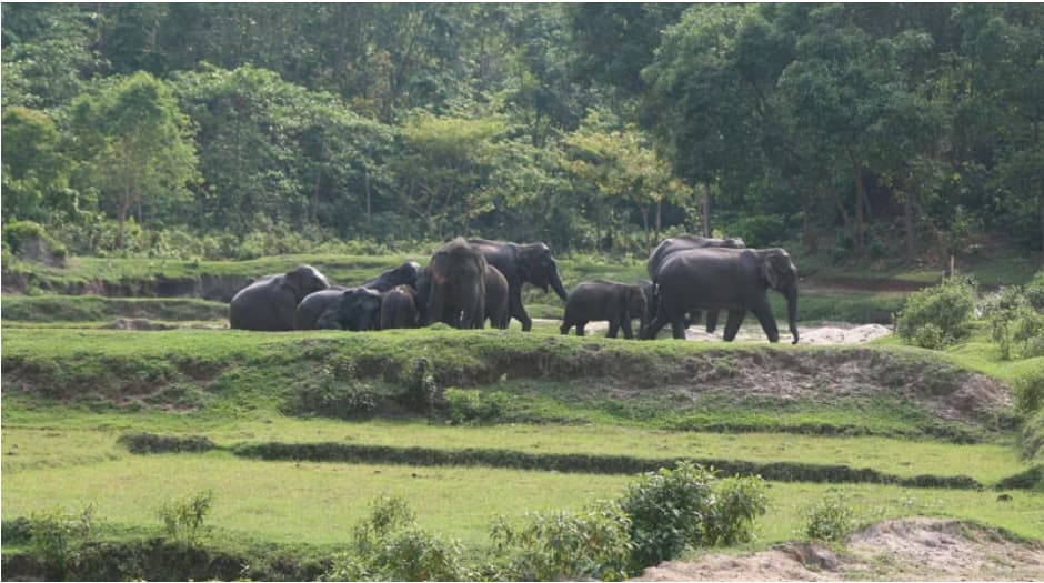 শেরপুর সীমান্তে হাতি-মানুষের সংঘাত নিরসনে প্রয়োজন সমন্বিত উদ্যোগ