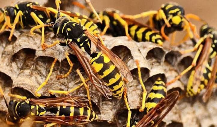 ফুলবাড়ীয়ায় ভীমরুলের কামড়ে দাদী ও নাতির মৃত্যু 