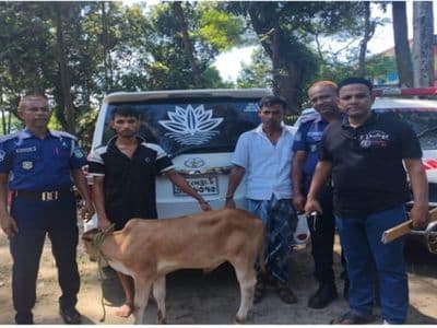 মাইক্রোবাস নিয়ে গরু চুরি, ২৪ ঘন্টায় উদ্ধার : গাড়ীসহ গ্রেফতার-২