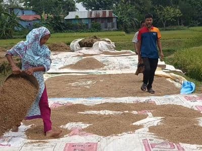 নেত্রকোনায় তলিয়ে গেল ৩৭৩ কোটি টাকার ধান