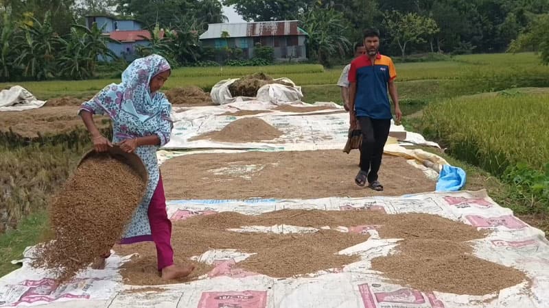 নেত্রকোনায় তলিয়ে গেল ৩৭৩ কোটি টাকার ধান