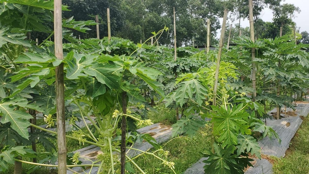 ভেজাল ও নিন্মমানের বীজে সর্বশান্ত মধুপুরের বানিজ্যিক পেঁপে চাষীরা