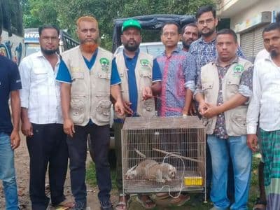 হালুয়াঘাটে পাচারের সময় দুটি বিপন্ন লজ্জাবতী বানর উদ্ধার