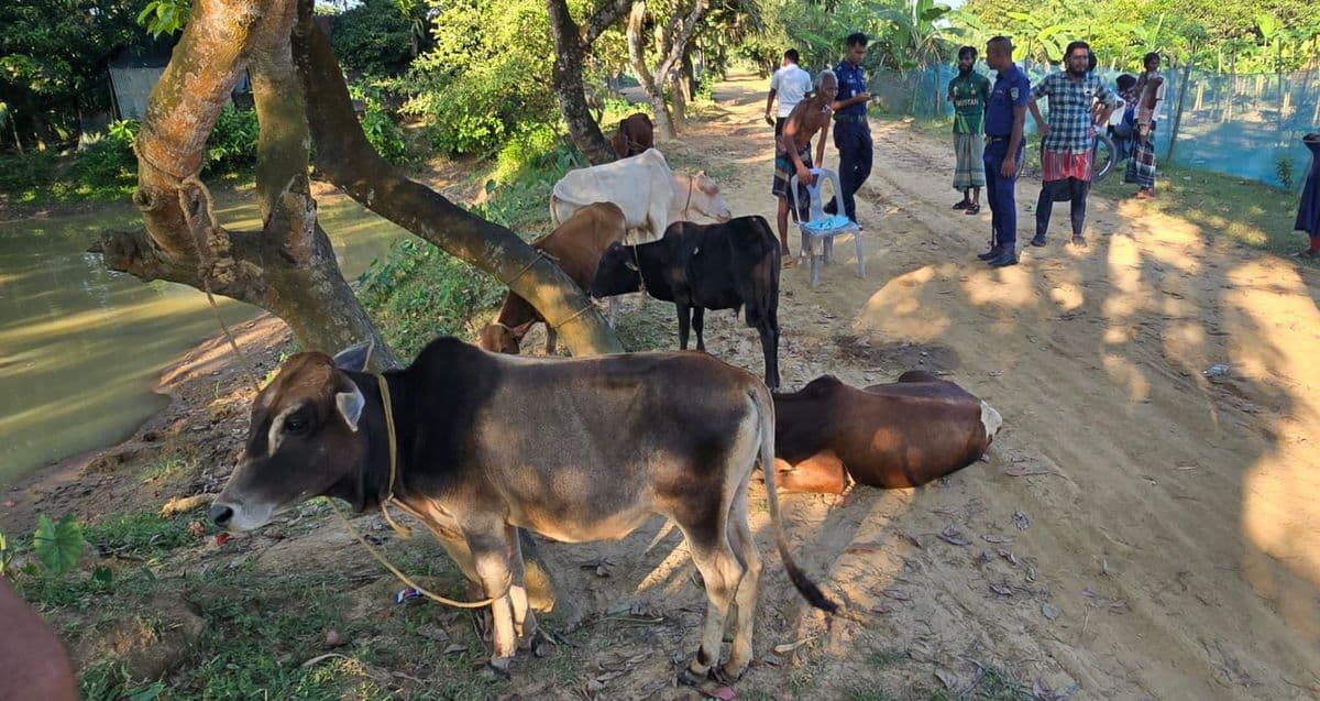 হালুয়াঘাটে গোয়েন্দা অভিযানে ভারতীয় ৬ গরু আটক