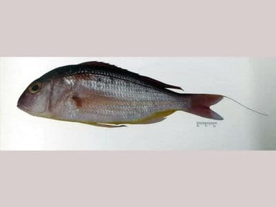 মাছের নাম ‘রূপবান’