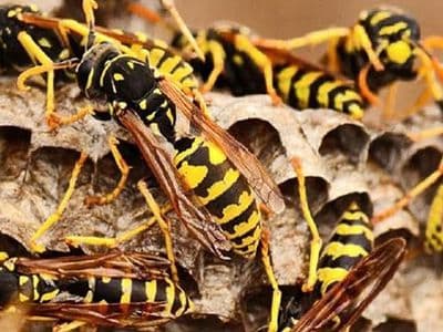 ফুলবাড়ীয়ায় ভীমরুলের কামড়ে দাদী ও নাতির মৃত্যু